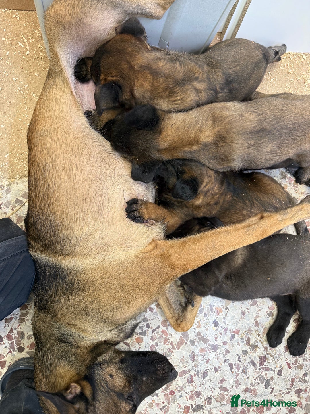 Belgian Shepherd Dog dogs for sale: Belgian malinois - Image 2