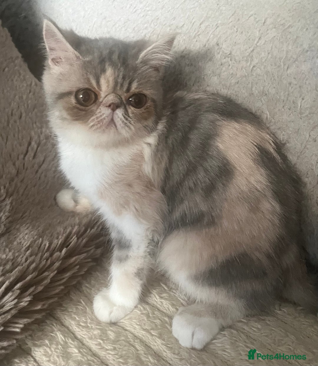 Exotic cats for sale: SHOW QUALITY EXOTIC KITTENS  - Advert 6