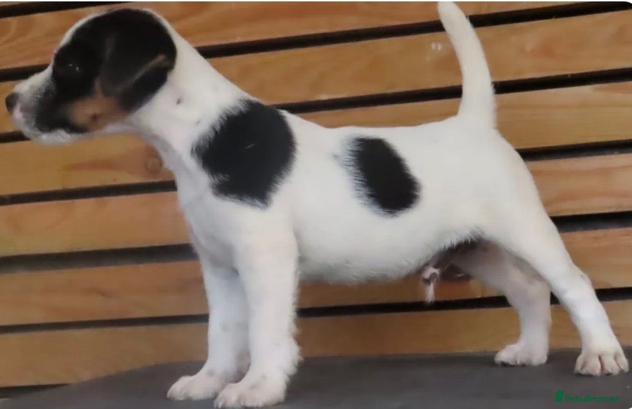 Parson Russell dogs KC reg male parsons terrier 5 1/2 months - Advert 1