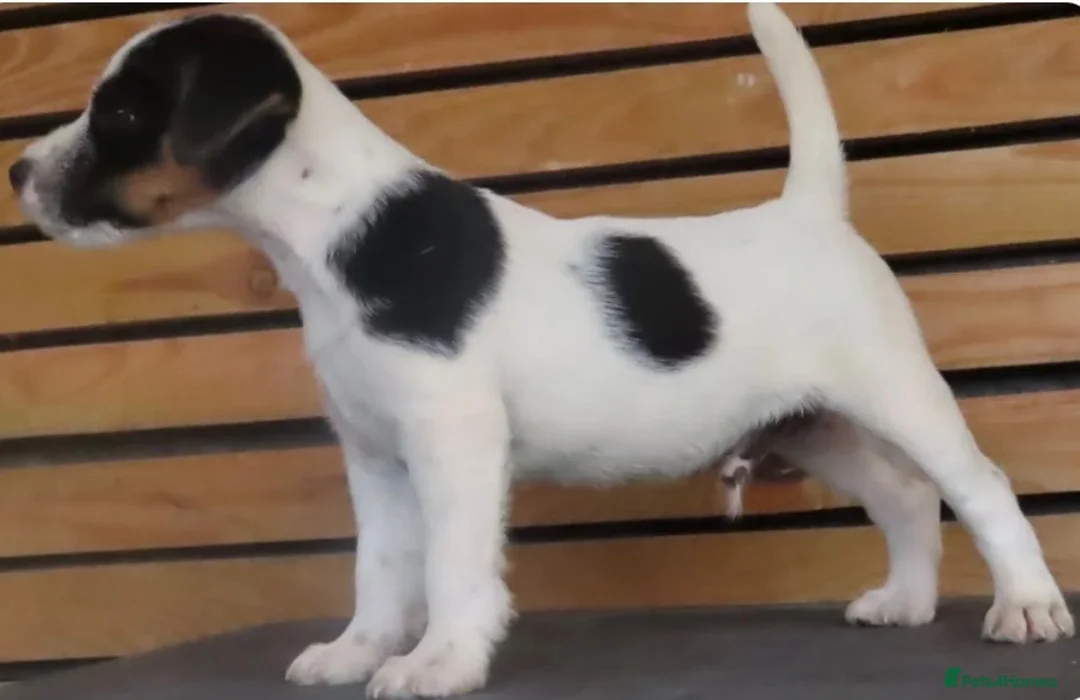 Parson Russell dogs for sale: KC reg male parsons terrier 5 1/2 months - Advert 1