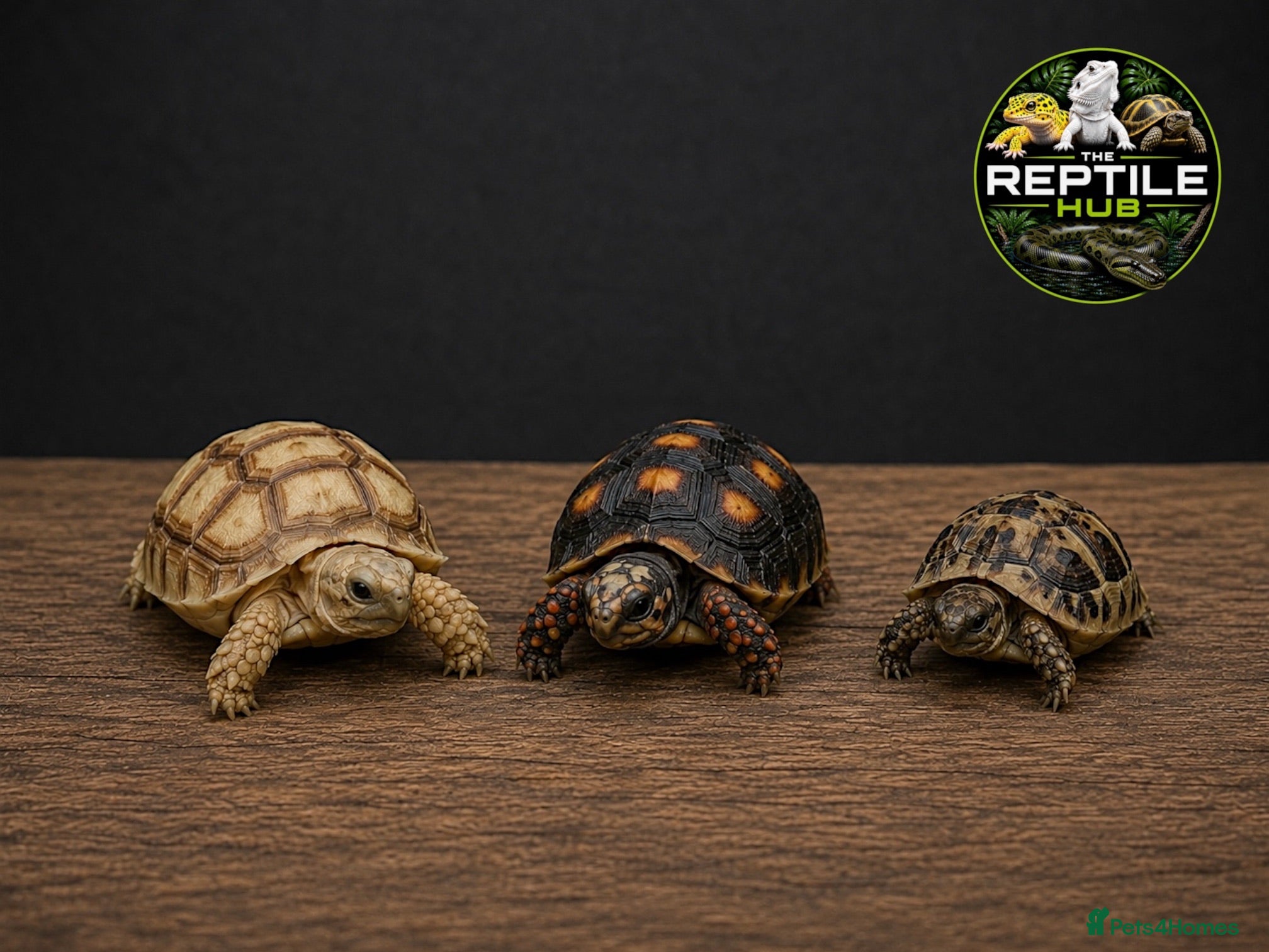 Tortoise reptiles Tortoise Babies - Advert 6