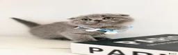 Scottish Fold cats for sale: Last Scottish lillac girl  - Advert 18