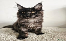 Maine Coon cats for sale: Beautiful Maine Coon Kittens raised with love - Image 2