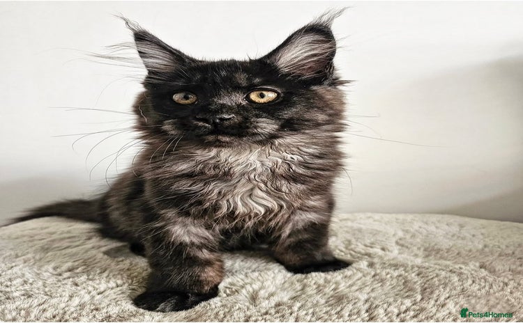 Maine Coon cats - Advert 5