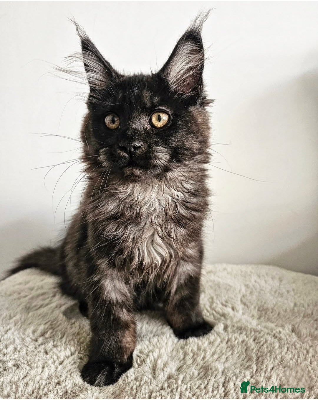 Maine Coon cats for sale: Beautiful Maine Coon Kittens raised with love - Image 2