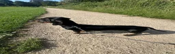 Dachshund dogs for sale: Dachshund 7 months old - Advert 3