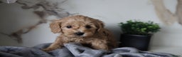 Cavapoo dogs for sale: F1 Cavapoos Ready 22nd December 🐾💕 - Advert 7