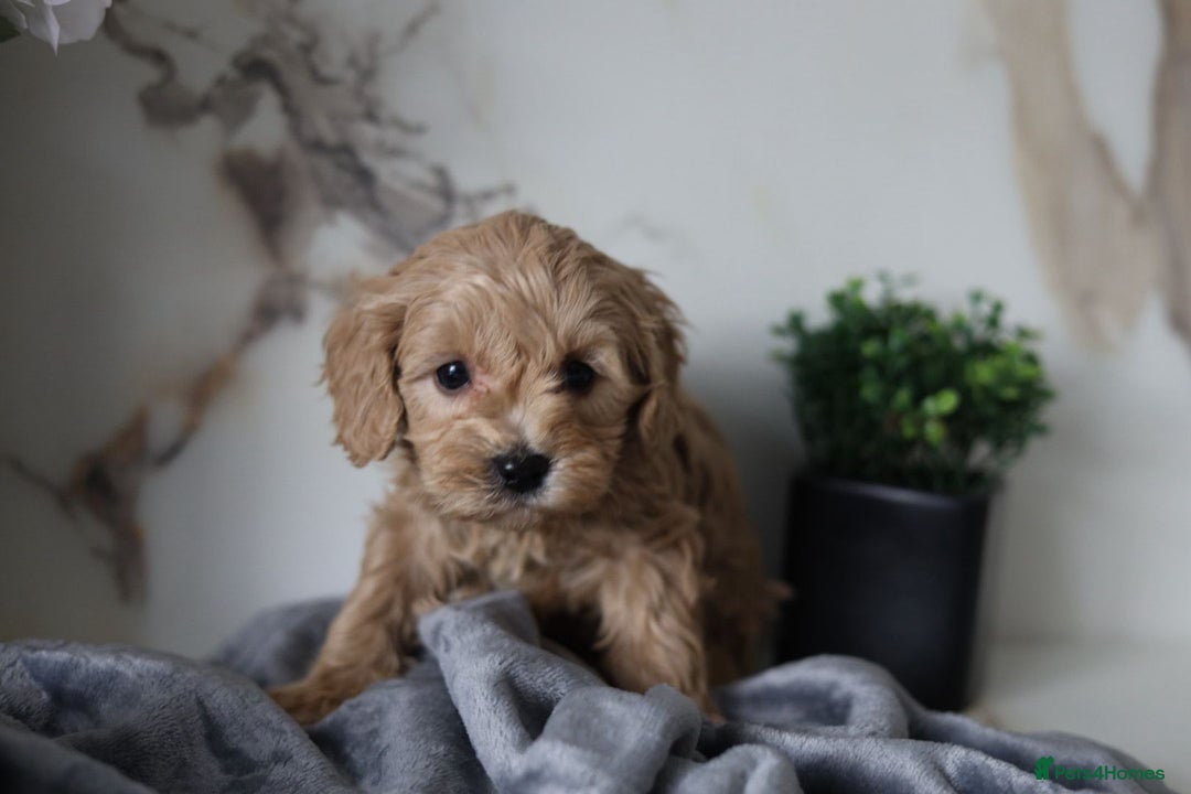 Cavapoo dogs for sale: F1 Cavapoos Ready 22nd December 🐾💕 - Advert 7