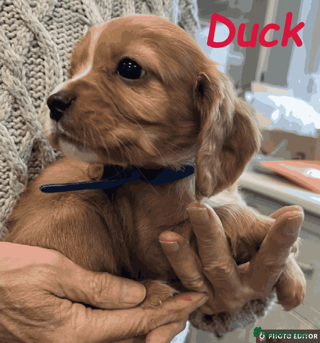 Cockalier dogs for sale: Adorable Cockalier Puppies - Advert 17