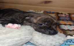 Staffordshire Bull Terrier dogs for sale: Female Staffordshire Bull Terrier Pups - Image 6