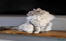 Maine Coon cats for sale: GCCF Pedigree Rare Red Shaded Silver Maine Coons - Advert 11