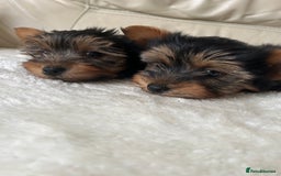 Yorkshire Terrier dogs for sale: Miniature full breed Yorkshire terriers  - Image 3