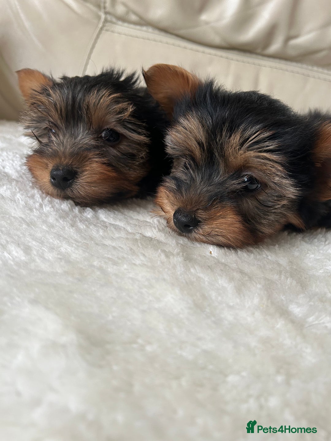 Yorkshire Terrier dogs for sale: Miniature full breed Yorkshire terriers  - Image 3