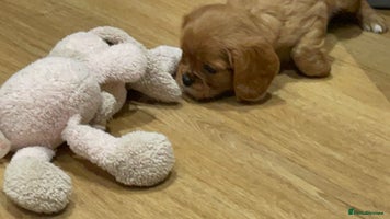 Cavalier King Charles Spaniel dogs - Advert 10