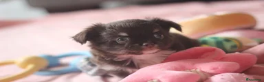 Chihuahua 2