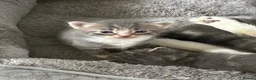 Mixed Breed cats for sale: Gorgeous grey and white fluffy kittens ready now  - Advert 11