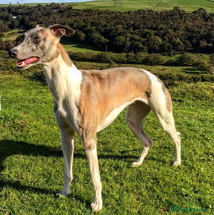 Whippet dogs for sale: Stunning kc reg whippets. Very well bred  - Advert 1