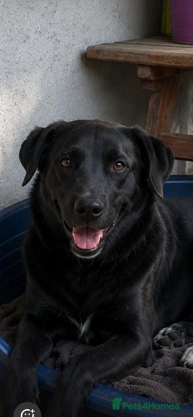 Mixed Breed dogs Please don’t pass Diesel ❤️  - Advert 14