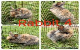 Mixed Breed rabbits for sale: 5 baby lionhead lops for sale  in Nottingham - Image 4