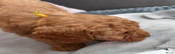 Cockapoo dogs for sale: COCKAPOO PUPPIES - Advert 7