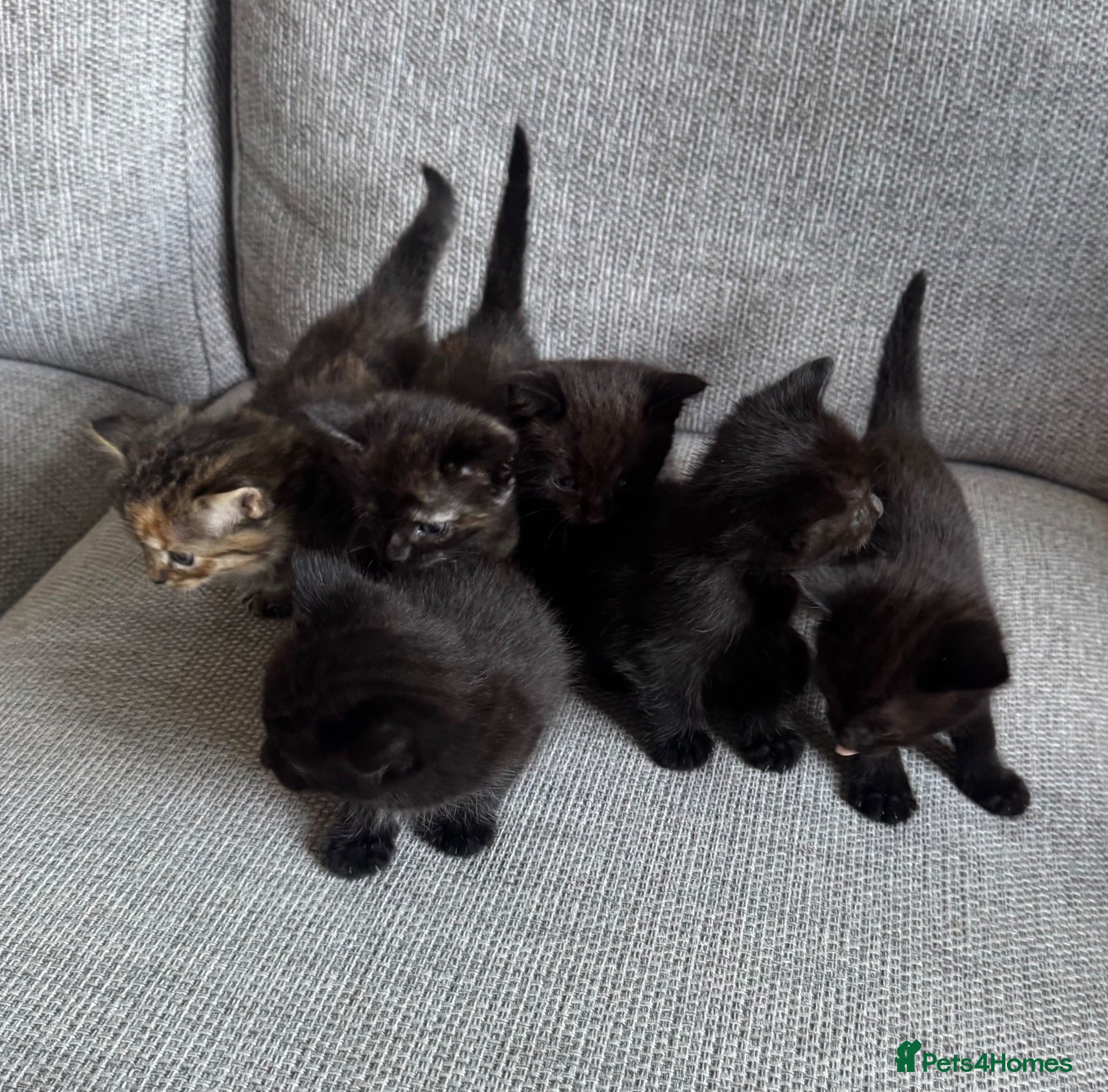 British Shorthair cats 6 adorable kittens ready to go in 5days - Advert 6