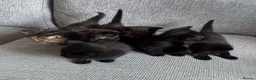 British Shorthair cats for sale: 6 adorable kittens - Advert 11
