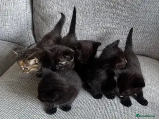 British Shorthair cats 6 adorable kittens ready to go in 5days - Advert 7