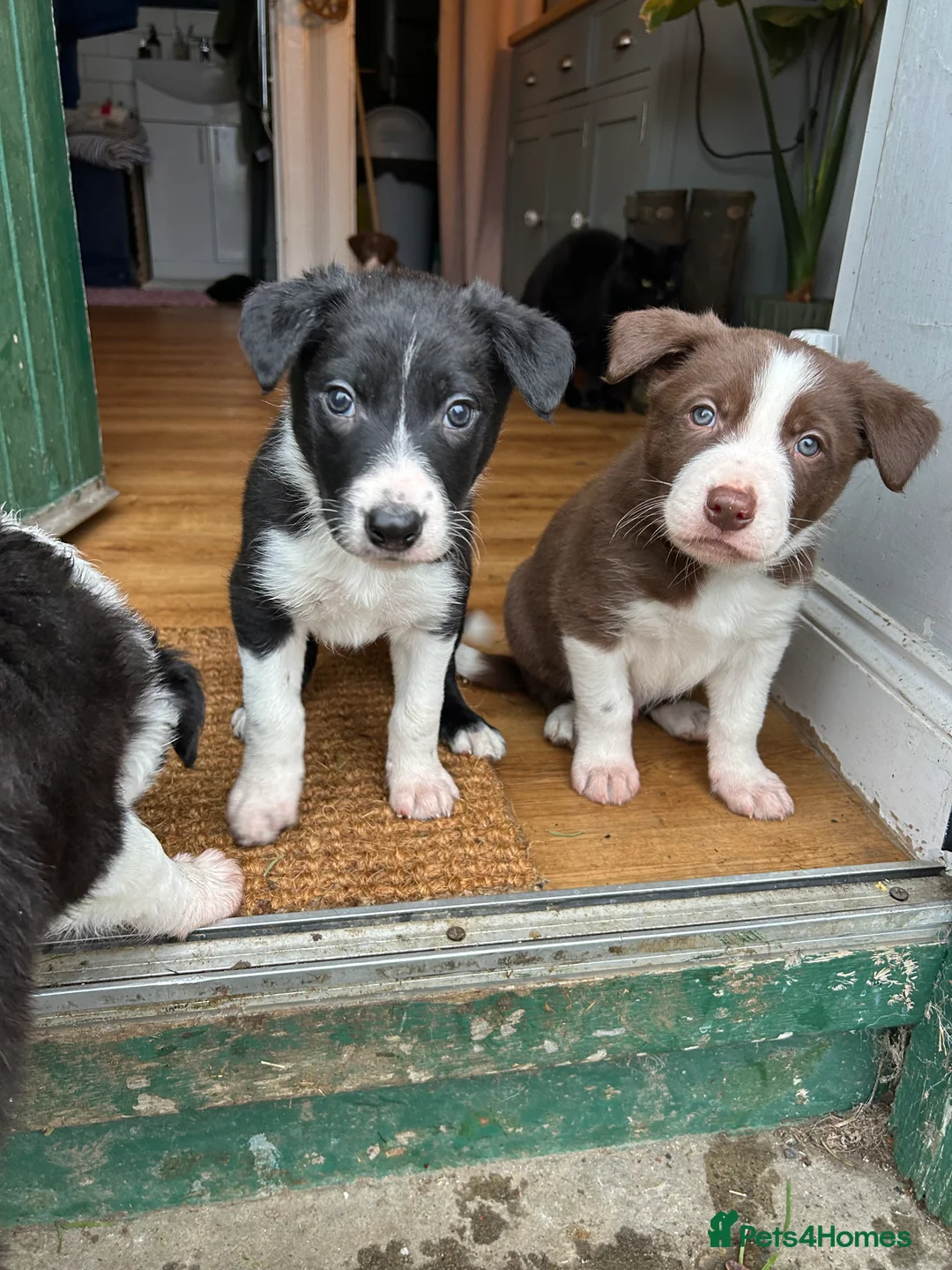 Border Collie dogs for sale: Collie pups - Advert 1