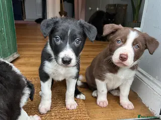 Border Collie dogs Collie pups - Advert 11