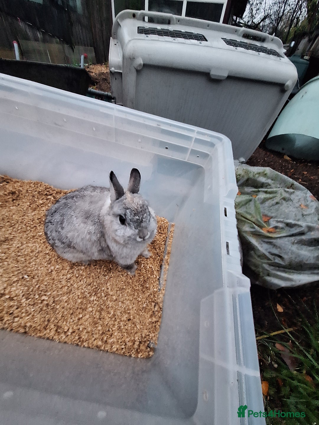 Netherland Dwarf rabbits for sale: 2 adult Netherland dwarf rabbit for sale £40 each  - Advert 4