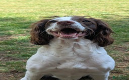 English Springer Spaniel dogs for sale: Working English Springer Spaniel Puppies - Image 9