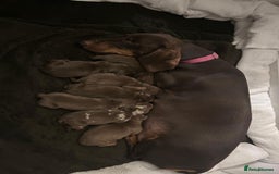 Dachshund dogs for sale: 9 Standard Dachshund Puppies KC Registered  - Image 1