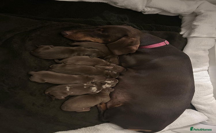 Dachshund dogs - Advert 1