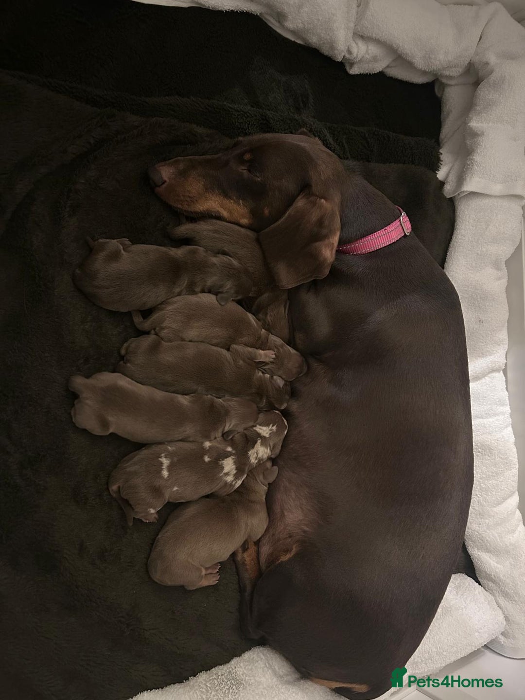 Dachshund dogs for sale: 9 Standard Dachshund Puppies KC Registered  - Image 1