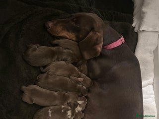 Dachshund dogs - Advert 16