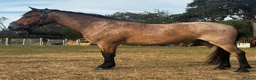 New Forest horses for sale: Smart 4 Year Old PB NF Gelding - Advert 4