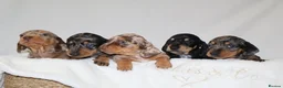 Miniature Dachshund dogs for sale: KC Miniature Dacshund Puppies For Sale - Licensed  - Advert 2