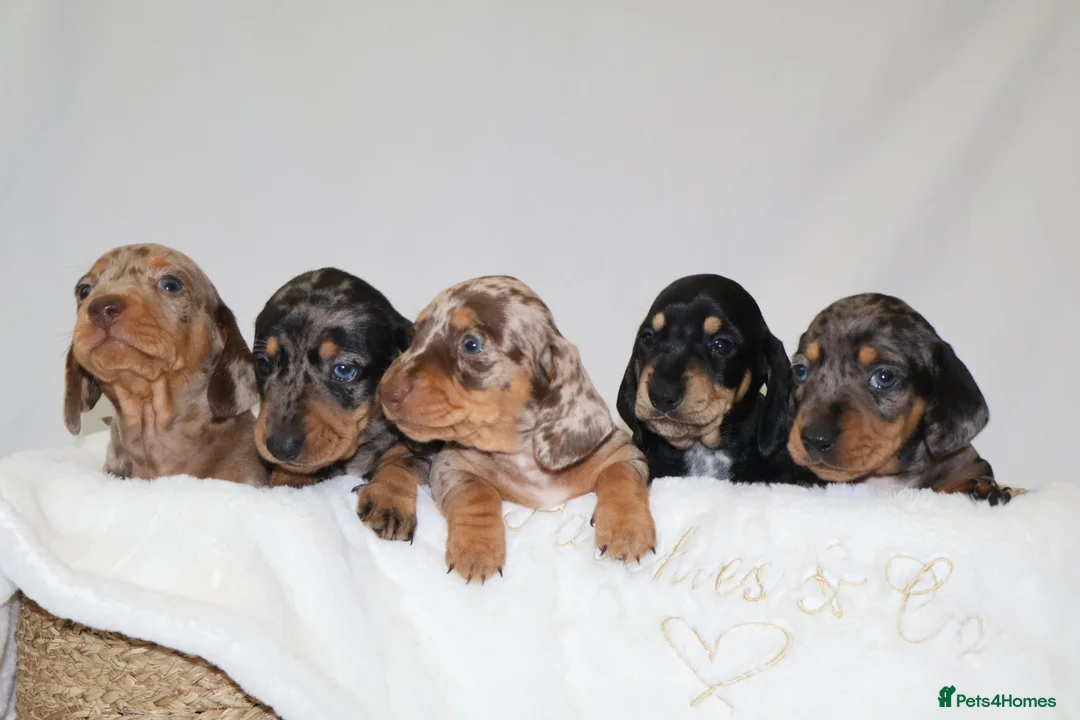 Miniature Dachshund dogs for sale: KC Miniature Dacshund Puppies For Sale - Licensed  - Advert 2