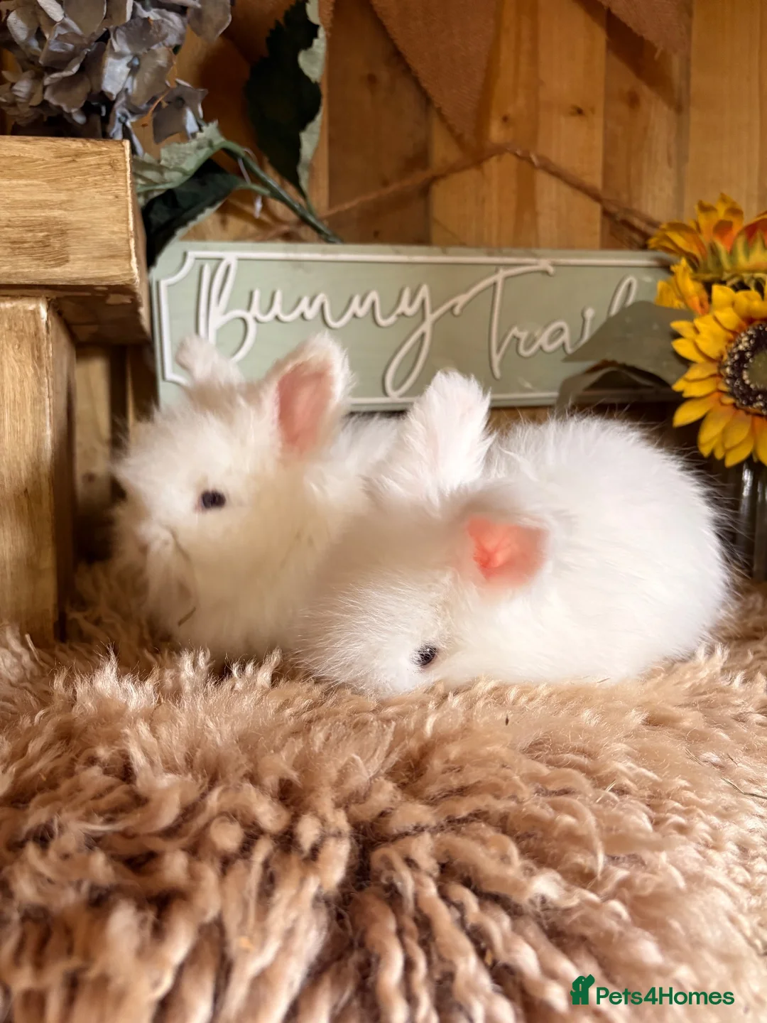 Angora rabbits for sale: Beautiful Fawn & white angora babies  - Advert 1