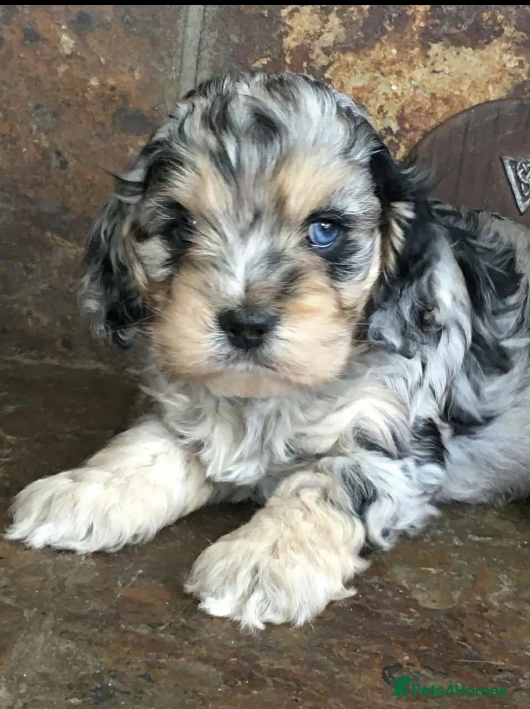 Cockapoo dogs for stud: unique and beautiful f3 american cockapoo stud - Advert 19