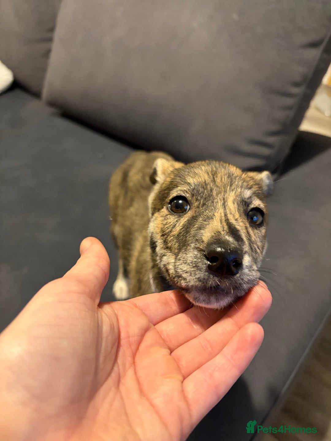 Mixed Breed dogs for sale: 4 months old puppy - Advert 7