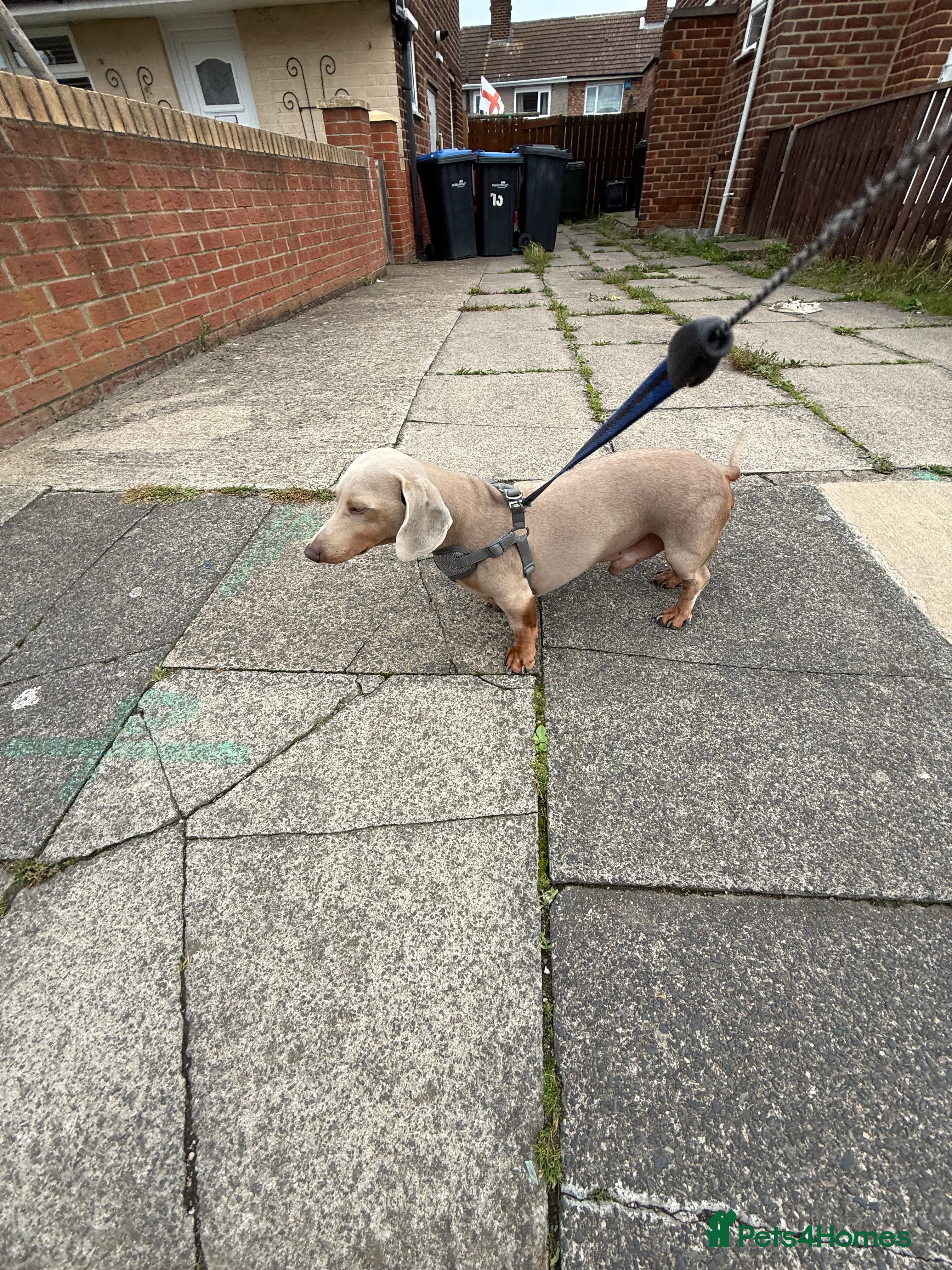 Miniature Dachshund dogs Isabella and Tan Stud - Advert 24