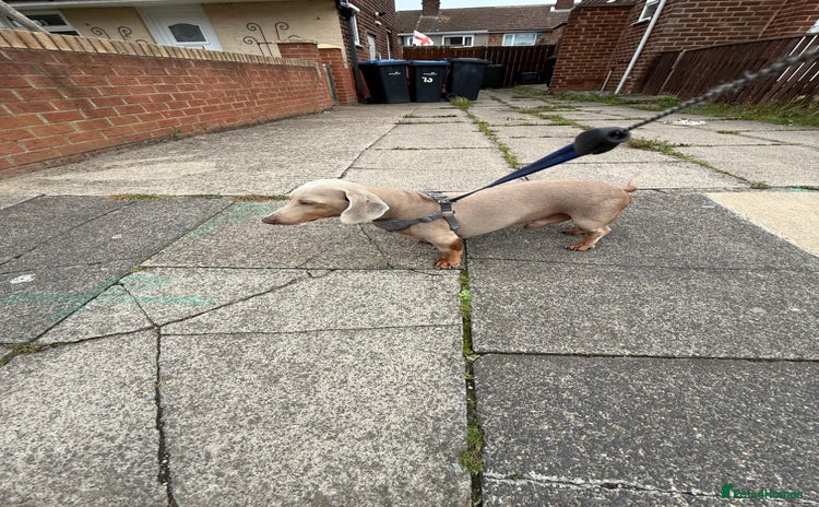 Miniature Dachshund dogs in Sunderland - Advert 1