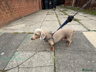 Miniature Dachshund dogs in Sunderland - Advert 8