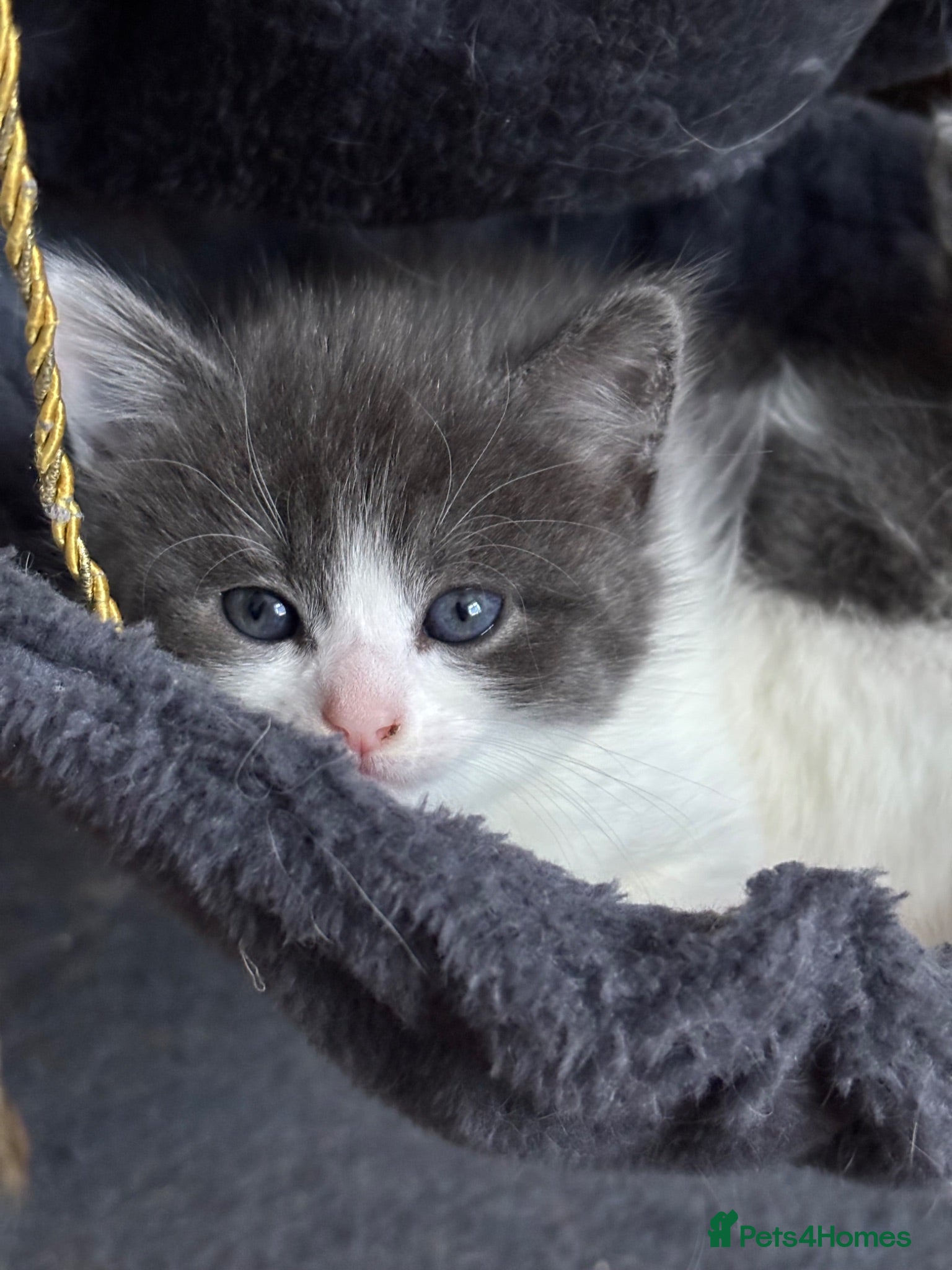 Khao Manee cats LAST TWO Beautiful female £100 - Advert 1