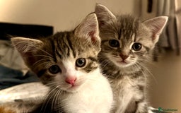 Mixed Breed cats for sale: 4 gorgeous tabby kittens - Image 30