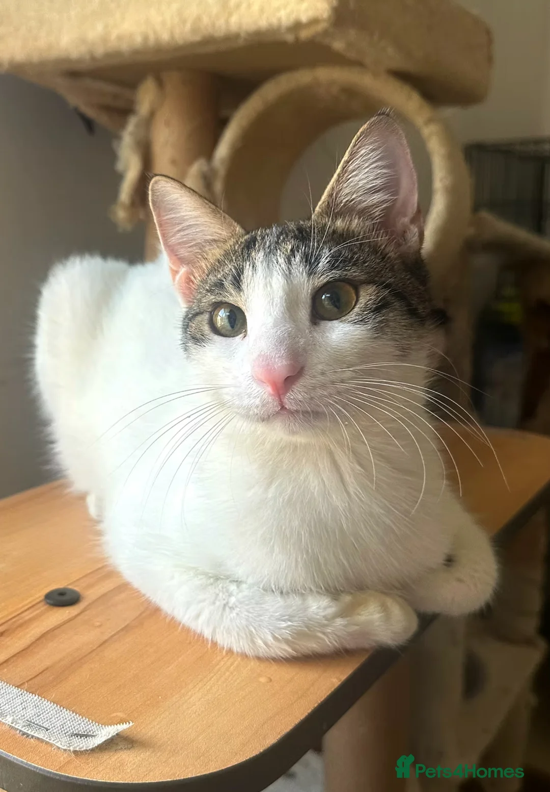 Arabian Mau cats for adoption: Bonded Male Rescue Cats for Indoor-only Adoption - Advert 7