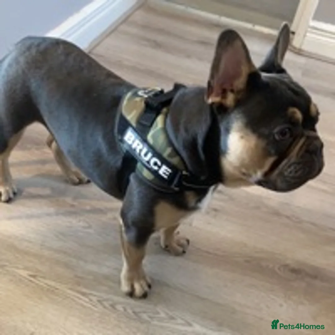 French Bulldog dogs for stud: BRUCE blue and tan french bulldog in Sheffield - Advert 5