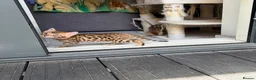 Bengal cats for sale: Only 2 Beautiful Bengal kittens Available🐾  - Advert 18
