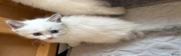 Ragdoll cats for sale: Adorable Gccf registered kittens  in Wakefield - Advert 5